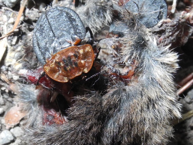 oeceoptoma_thoracica23_1024.jpg