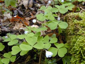 Sauerklee (Oxalis acetosella)