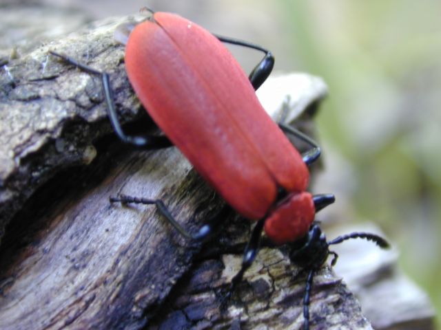 pyrocroa_coccinea.jpg