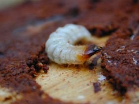 Bockkäferlarve (Schrotbock, Rhagium inquisitor) in Holz