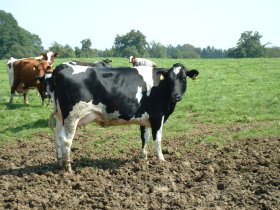 Eine wichtige Quelle von Stickstoffverbindungen ist der Ammoniak aus der Viehhaltung.