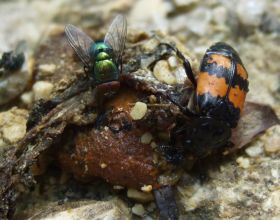 Totengräber und Schmeißfliege auf Schneckenkadaver