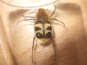 trichius_fasciatus2_280.jpg