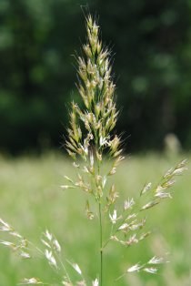 trisetum_flavescens_210.jpg