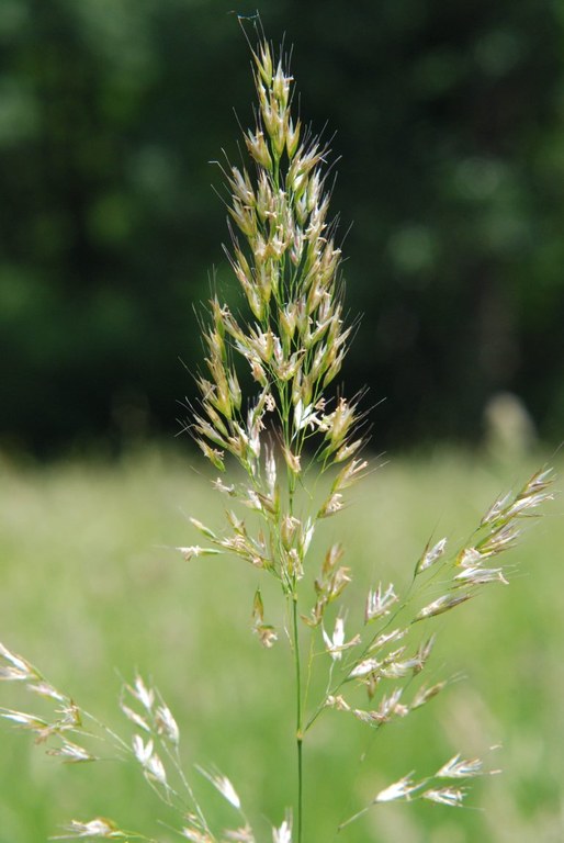 trisetum_flavescens_768.jpg