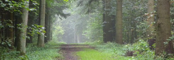 wald_intro_600.jpg