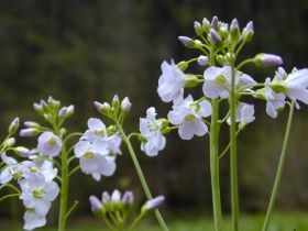 cardamine_pratensis_280.jpg