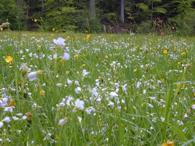 cardamine_pratensis_wiese.jpg