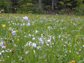 cardamine_pratensis_wiese_280.jpg