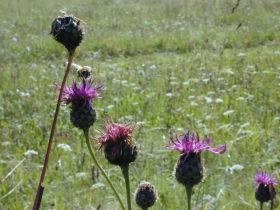 centaurea_spec_280.jpg