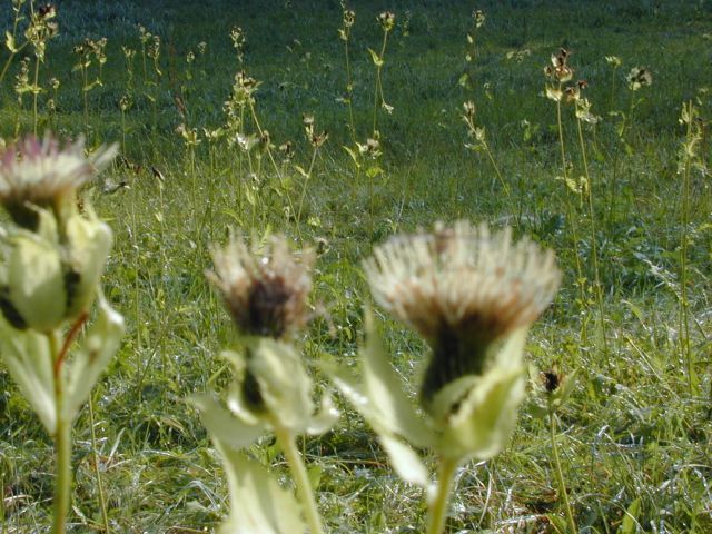 cirsium_oleraceum1.jpg