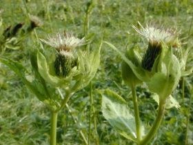 cirsium_oleraceum_280.jpg