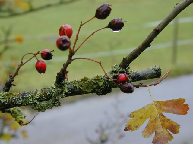 crataegus_spec.jpg