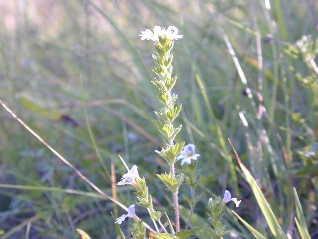 euprasia_stricta.jpg