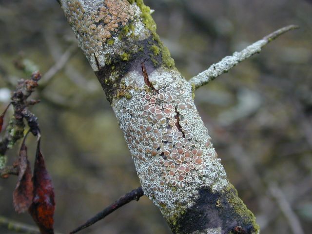 flechte3.jpg
