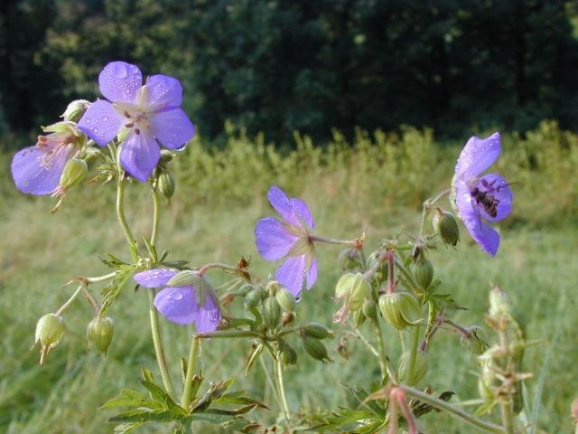 geranium_pratense.jpg