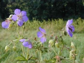 geranium_pratense_280.jpg