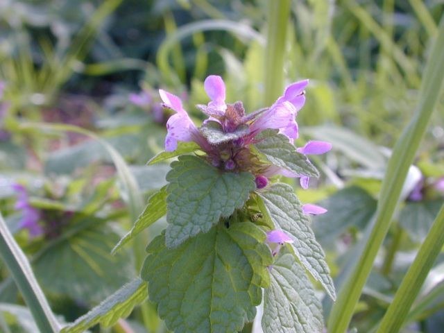 lamium_purpureum.jpg