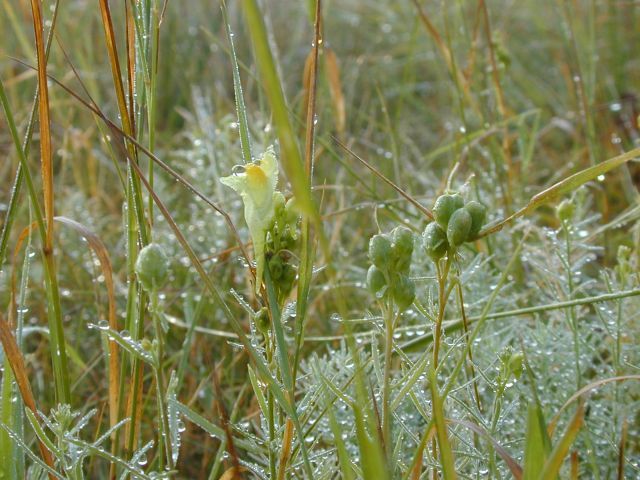 linaria_vulgaris.jpg