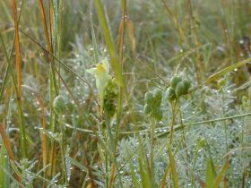 linaria_vulgaris_280.jpg