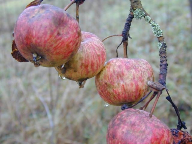 malus_domestica.jpg