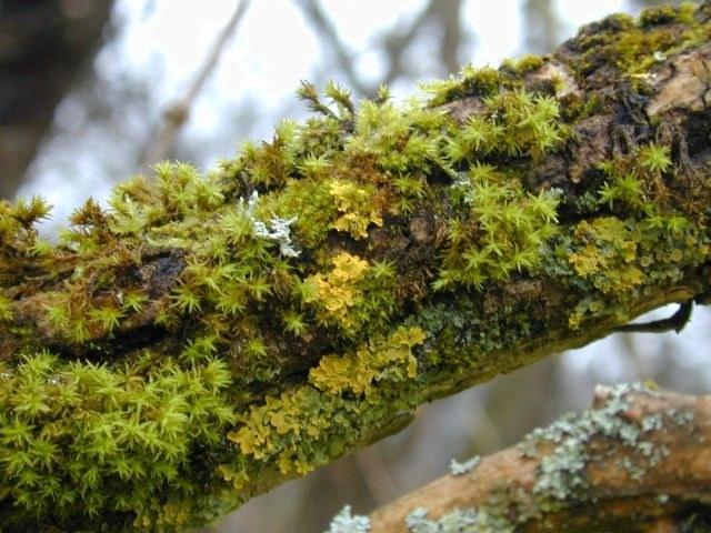 moos_flechten_auf_baum.jpg