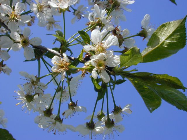 prunus_avium1.jpg