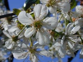 prunus_avium_280.jpg