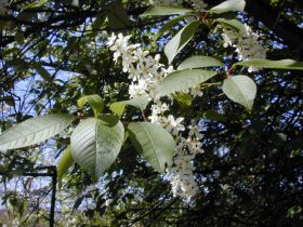 prunus_padus_280.jpg