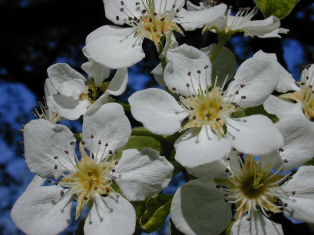 pyrus_communis.jpg