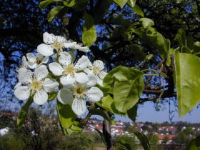 pyrus_communis1_280.jpg