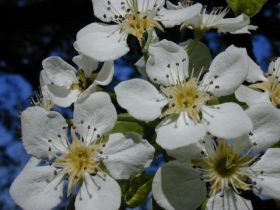 pyrus_communis_280.jpg