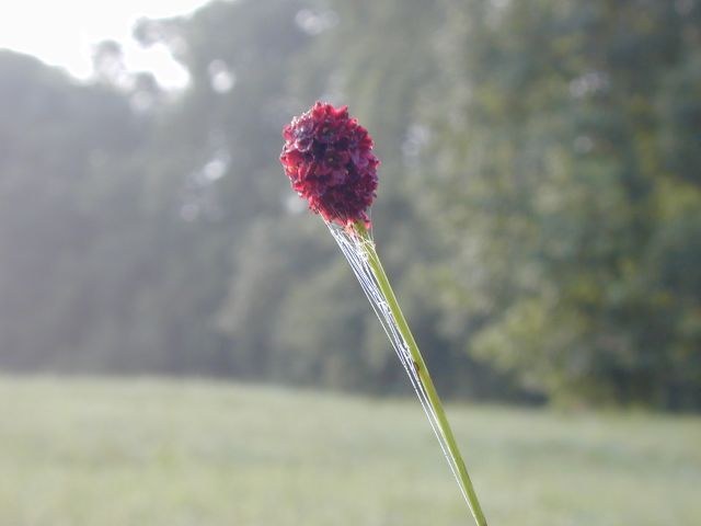 sanguisorba_officinalis1.jpg