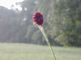 sanguisorba_officinalis1_280.jpg