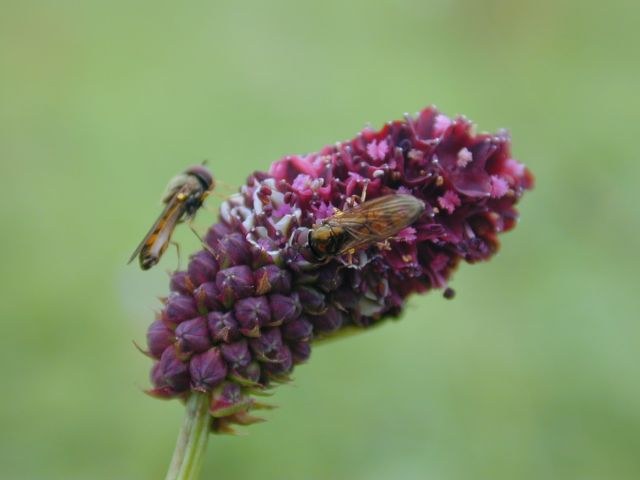 sanguisorba_officinalis2.jpg
