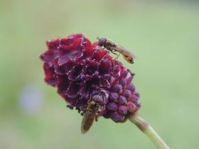 Großer Wiesenknopf mit Fliegen