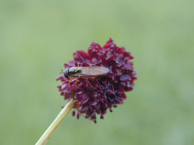 sanguisorba_officinalis4.jpg
