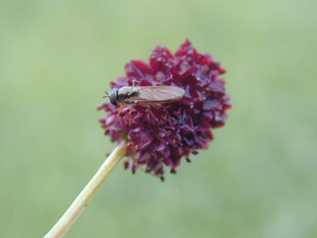 sanguisorba_officinalis5.jpg