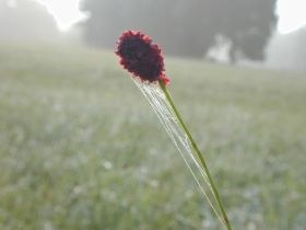 sanguisorba_officinalis_280.jpg