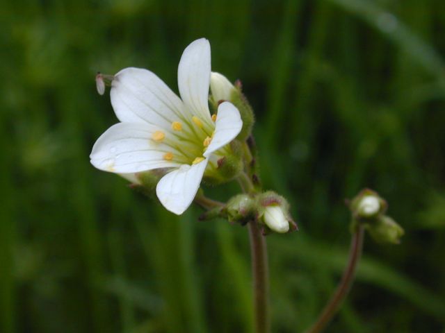 saxifraga_granulata.jpg