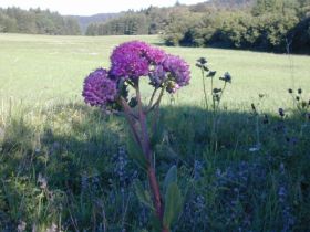 sedum_telephium_280.jpg