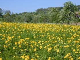 taraxacum_officinale1_280.jpg