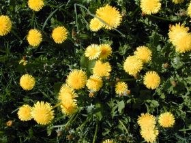 taraxacum_officinale2_280.jpg