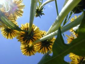 taraxacum_officinale_280.jpg