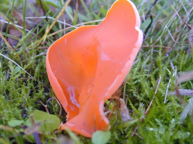 tremiscus_helvelloides.jpg