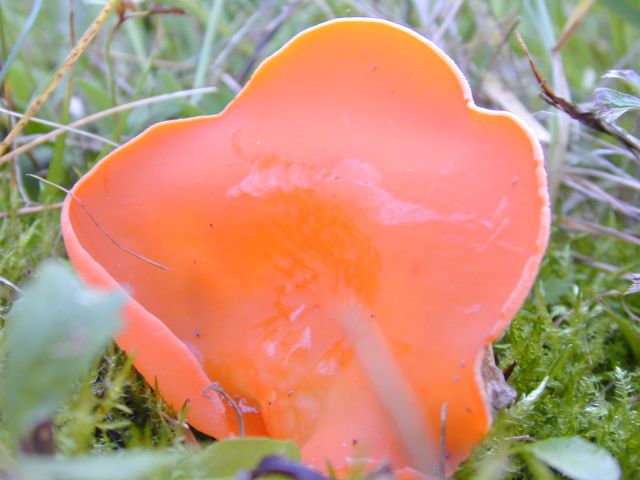 tremiscus_helvelloides1.jpg