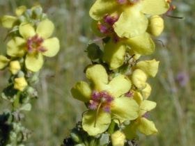 verbascum_nigrum_280.jpg