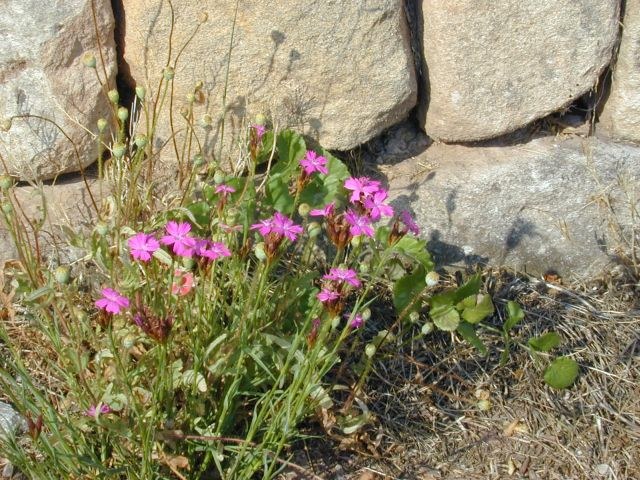 dianthus_carthusianorum.jpg