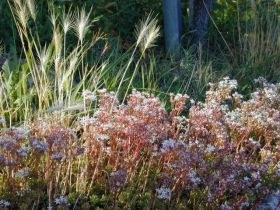 hordeum_murinum_sedum_album_280.jpg