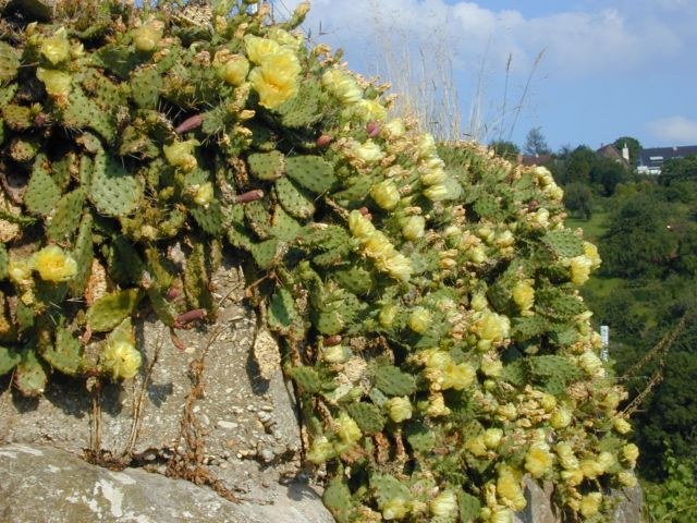 opuntia_ficus_indica.jpg